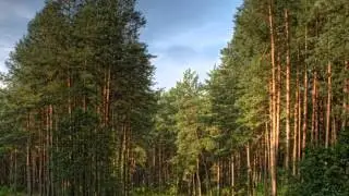 Виртуальная экскурсия Рукотворный лес