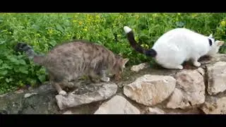 #юмор 🤩КОТЫ ИЗ ГОСТЕЙ ПРИШЛИ ДОМОЙ😻