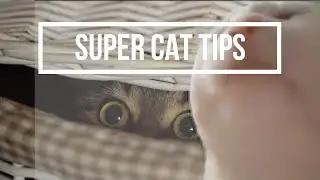 (state of survival) 9 super cat tips that will make your life easy 100%