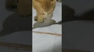 meowk
