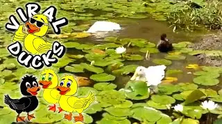 Ducks In The Pond
