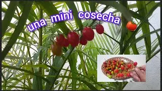 MINI COSECHA🍅 ESTA VEZ SÍ SE LOGRARON.