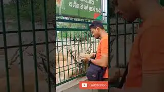 #shorts #mathura #vrindavan #withnature's #journeywithalokvlogs