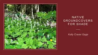 Native Groundcovers for Shade with Kelly Gage