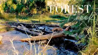 4-Hour Forest Creek & Meditation Music | Serene Nature Sounds for Relaxation and Meditation