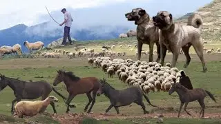 TÜRK ÇOBANIN SÜRÜSÜ KURTLARIN BÖLGESİNDE l KANGAL ÇOBAN KÖPEKLERİ
