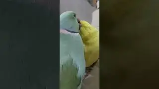 Love Birds | dont disturb 😍 | parrots