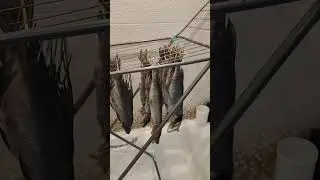 Промывка и сушка рыбы