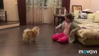 Тренировка шпица с PULLER🐕приучаю не подбирать с пола🍗😆