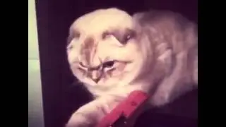 Cat Какая это порода кошек?