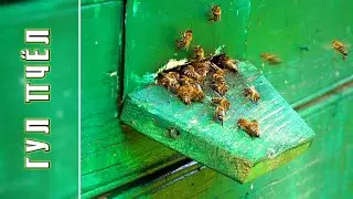 BEE Buzz / Listen 1 hour // @ratiana