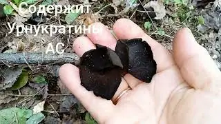 УРНУЛА БОКАЛОВИДНАЯ.Urnula craterium.Лечебные свойства.
