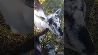 Кози на прогулянці 😁