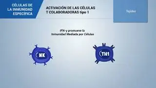 Linfocitos T1 colaboradores