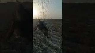 Газада ушланган бедана