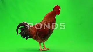 abc chicken green Screen video no copyright green Screen  #greenscreen #youtubeshorts