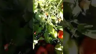 ATA TOHUMU DOMATESLER Mehlet Bağdatlı üyemizin bahçesinden