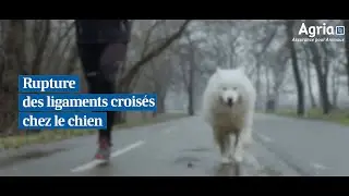 AGRIA - Rupture des ligaments croisés chez le chien