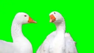Duck green screen animation  @KRMCreations