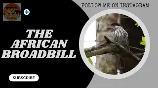 African Broadbill - check out my Instagram for more