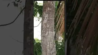 Very tall tree and fruits - Artocarpus hirsutus #trees #fruits #nature