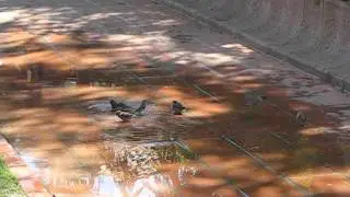 Passer domesticus 2.AVI     דרורים בבריכה של נילי