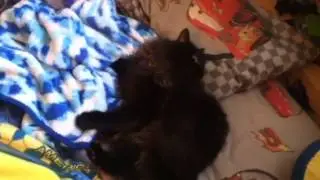 Cute cat