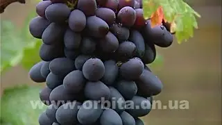 Увлечение добропольчанина: 100 сортов винограда на двух сотках