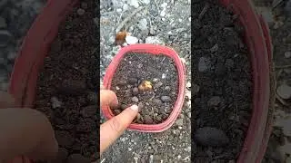 Avokado çimlendirme...Suda ve toprakta...