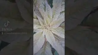 গাছ পালাই প্রাকৃতিক সৌন্দর্য বৃদ্ধি করে।