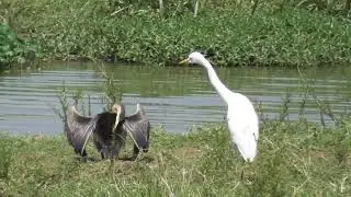 African Darter