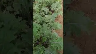 Easy Natural pesticide controls aphids & green worms on  kale
