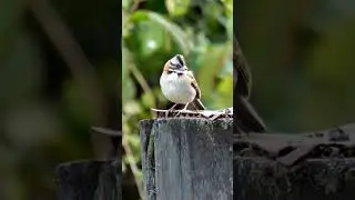 Rufous-collared Sparrow 