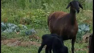 ХИСОРИ ОНА-БОЛА КОЙЛАР. +998 99 123 46 66 (Отабек). ОКОТ 2021.