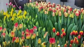 1.03.так выглядят тюльпаны на начала марта- обзор сортов #выгонкатюльпанов #выгонкатюльпановк8марта