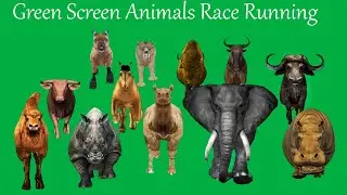 3D Animation Green Screen Animals Stampede Race Running Green Screen Blue Screen Black Screen HD Vid