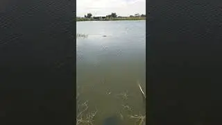 MANCING MANIA