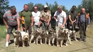 CINGHIALE, SEGUGI & CINOFILIA _ TROFEO DEI C.A.C & FINALE CAMPIONATO NAZIONALE ITALCACCIA