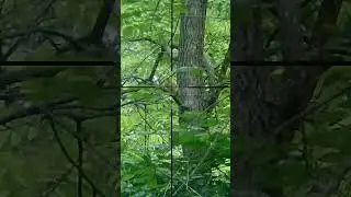 Ruger 22 Magnum Hollow Point Squirrel Hunting