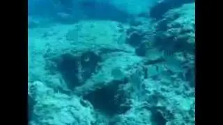 diving in the kaş town of turkey (2)-Okay SÜTÇÜOĞLU