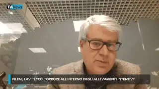 Fileni, LAV: 