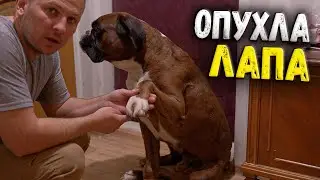 У Тайсона опухла лапа. Собираемся гулять