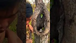 Wow parrots in laying eggs in nest Part 01 #shorts #shortvideo #parrot #wildlife