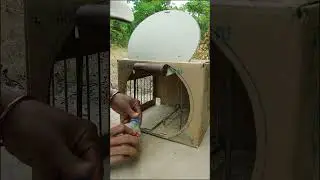 DIY really best bird trap - Pigeon trap #shorts