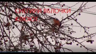 Снегири яблочки клюют.