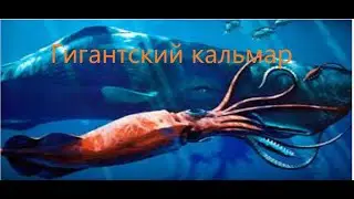 Гигантский кальмар(спецвыпуск)