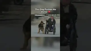 HERO ANIMALS THAT SAVED HUMAN LIVES! 