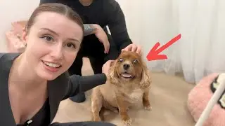 We got a dog.. and I ruined a relationship?? | VLOG
