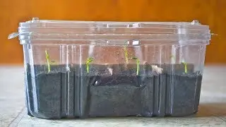 FREE Mini Greenhouse or Humidity Dome to Start Seeds