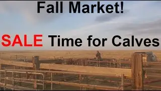SALE TIME! | Shipping & Selling Calves | Hashknife Ranch